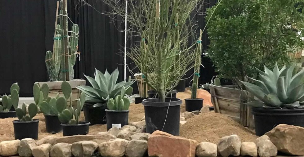 Our Plants at the Austin Home and Garden Show Leaf Landscape Supply