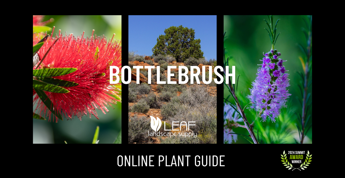 Bottlebrush