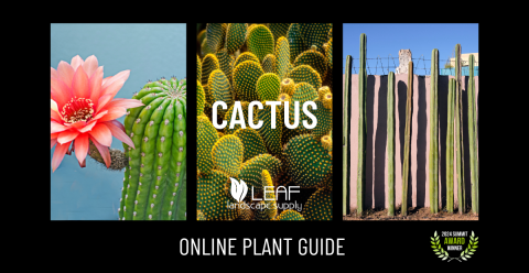 Online Plant Guide | Caring for Your Cactus: All You Need to Know ...
