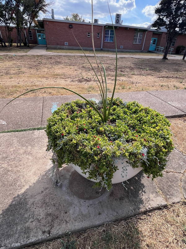 Cunningham Elementary 6 – Leaf Landscape Supply