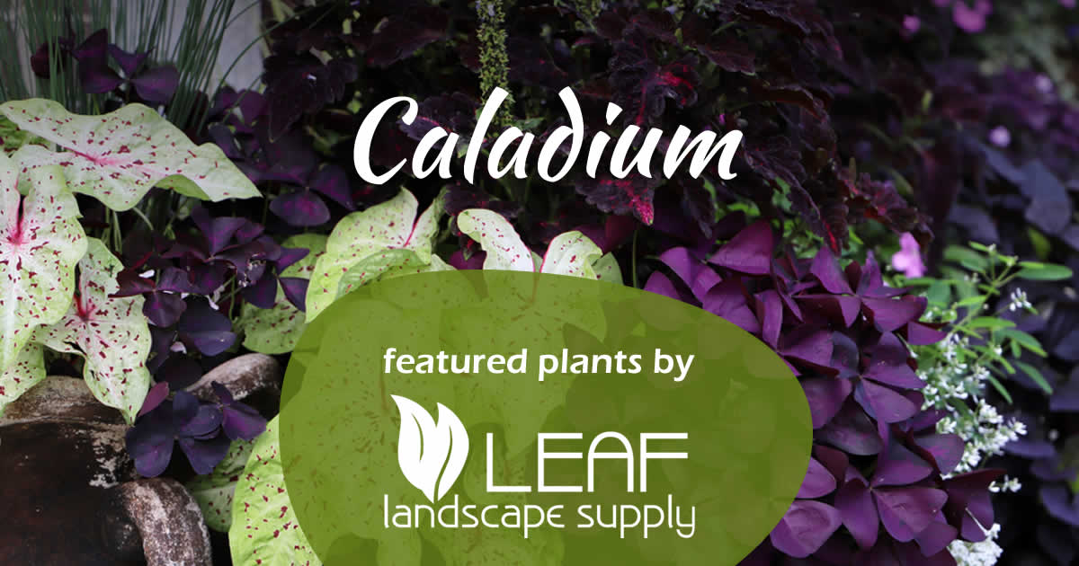 Featured_Plants_Caladium_1 Featured Plant - Caladium