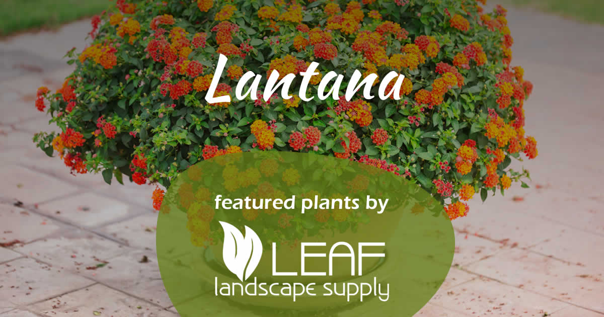 Featured_Plants_Lantana_1