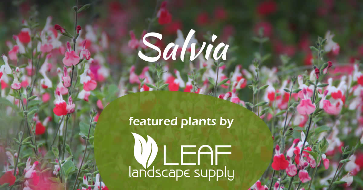 Super Salvia!