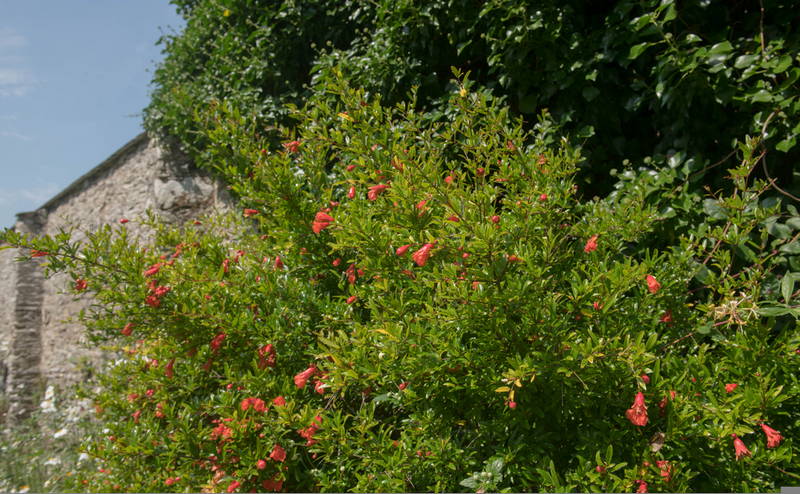 Landscaping Tips May 2025 1 – Leaf Landscape Supply