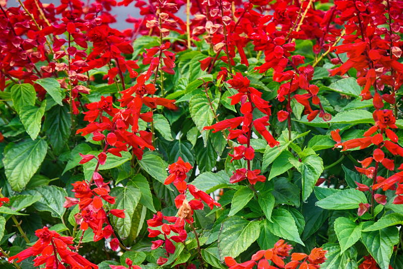 shutterstock 1148037245. coccinea from annual – Leaf Landscape Supply