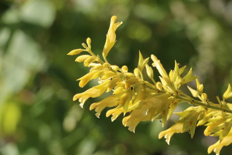 shutterstock 1744504085. Forsythia from 4 addtl – Leaf Landscape Supply