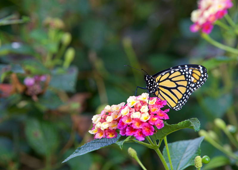 shutterstock 1852418794 Pink and Yellow Lantana with Monarch Butterfly – Leaf Landscape Supply