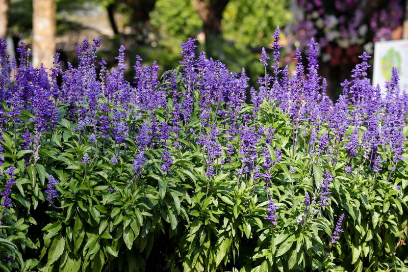 shutterstock 2174898509. Mealy from hardworking – Leaf Landscape Supply