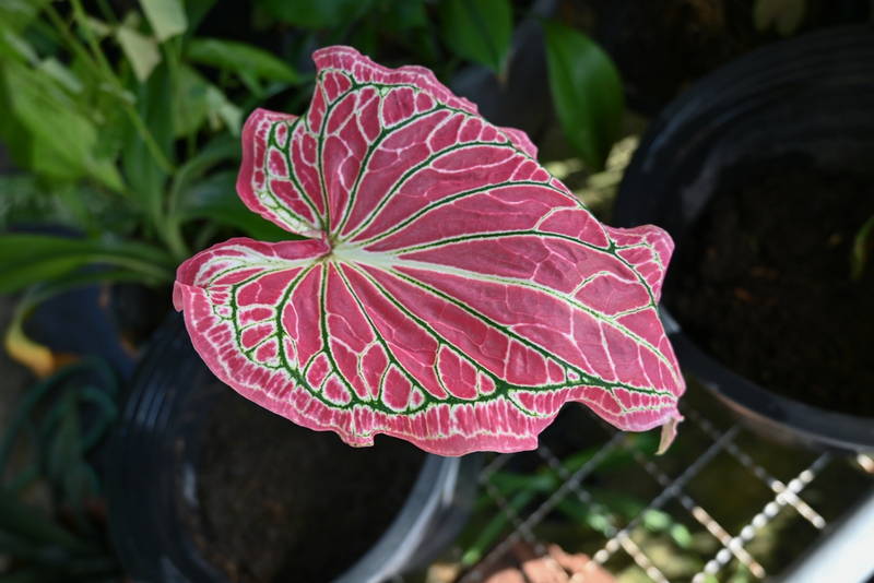 shutterstock 2210537767 Strap Leaf Florida Sweetheart – Leaf Landscape Supply