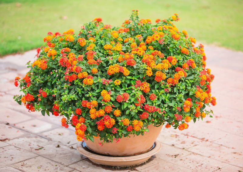 shutterstock 221597815 Lantana in a container – Leaf Landscape Supply