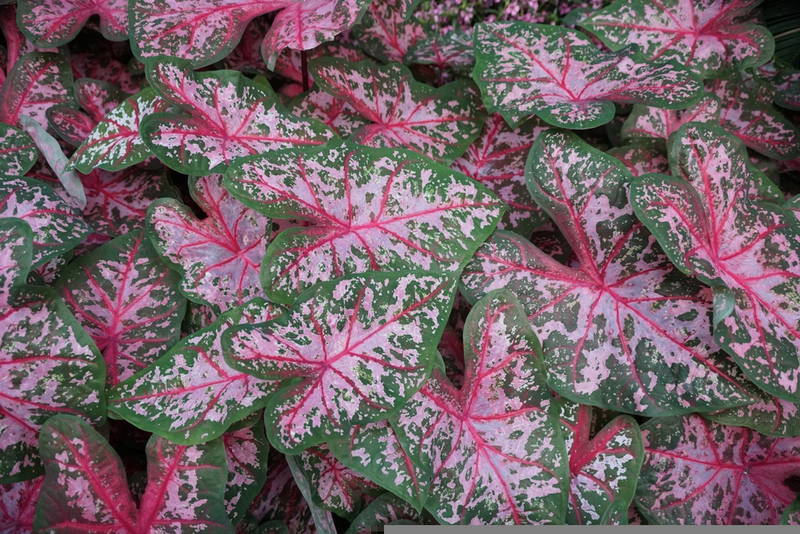 shutterstock 2346017355 Fancy Leaf Carolyn Whorton – Leaf Landscape Supply