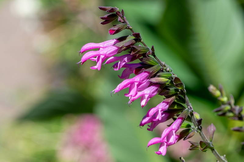 shutterstock 2397322163. Pink Amistad from hardworking – Leaf Landscape Supply