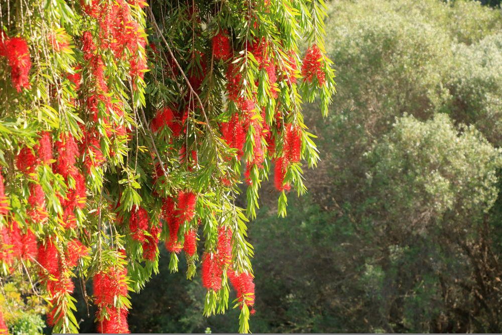 Bottlebrush 1 – Leaf Landscape Supply