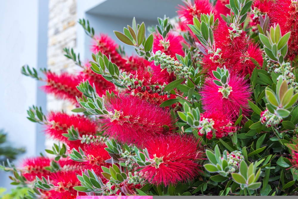 Bottlebrush 2 – Leaf Landscape Supply