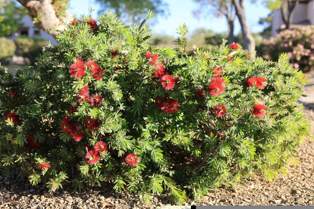 Bottlebrush 3 – Leaf Landscape Supply