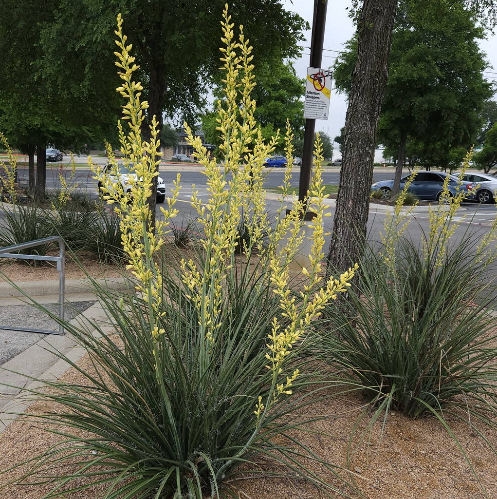 False Yucca 1 – Leaf Landscape Supply