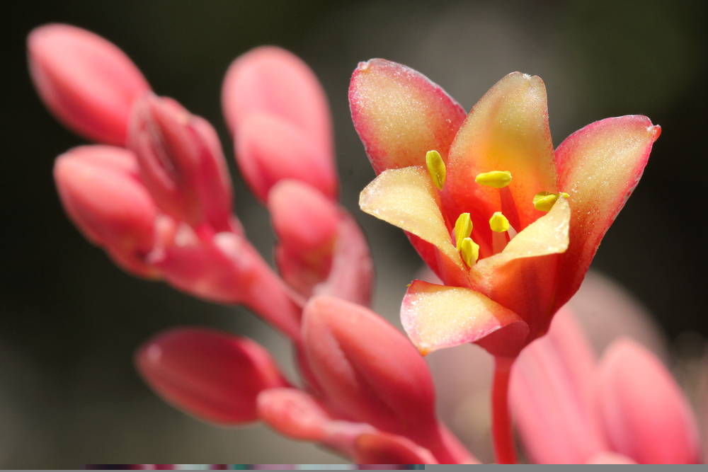 False Yucca 2 – Leaf Landscape Supply