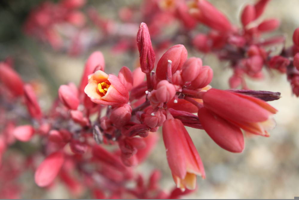 False Yucca 3 – Leaf Landscape Supply