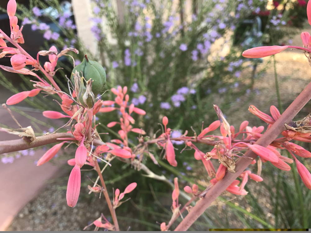 False Yucca 4 – Leaf Landscape Supply