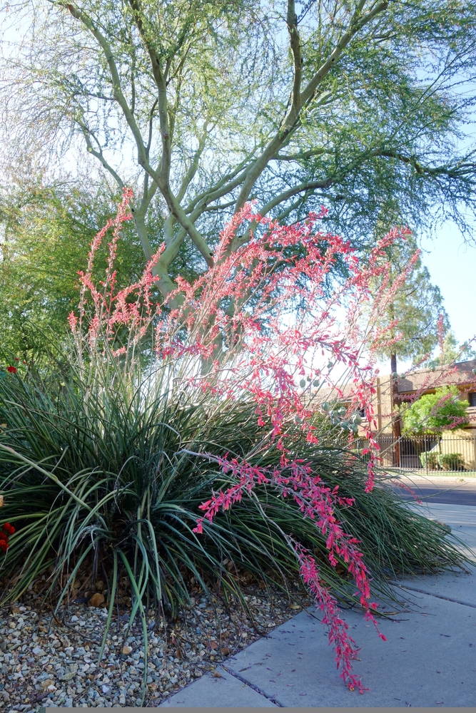 False Yucca 5 – Leaf Landscape Supply