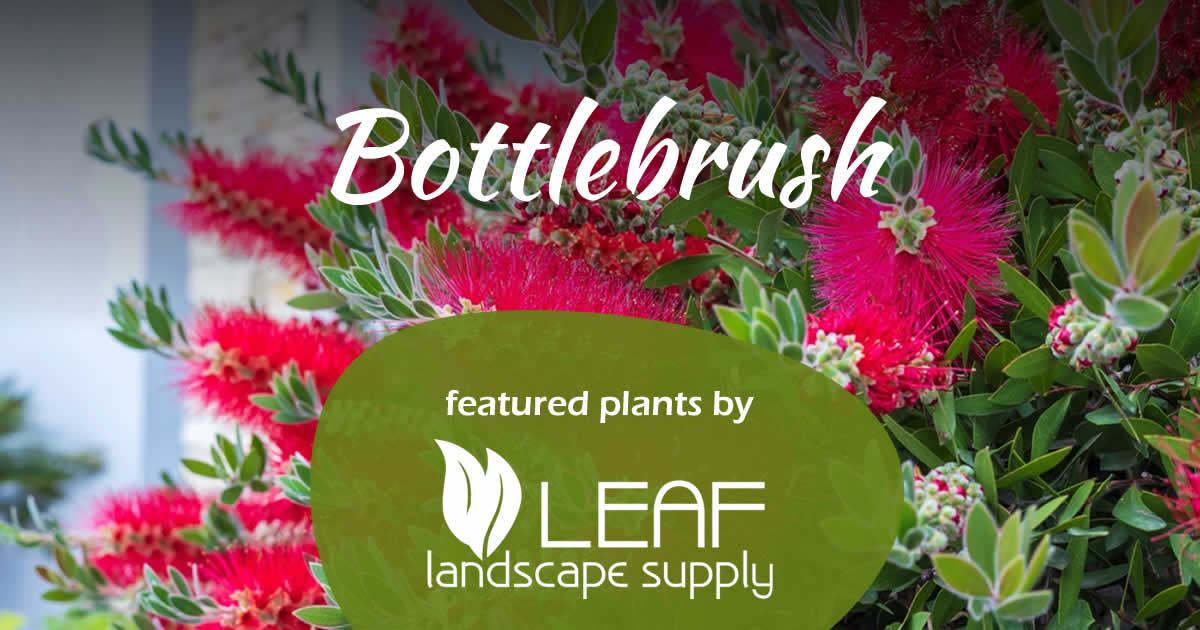 Bottlebrush