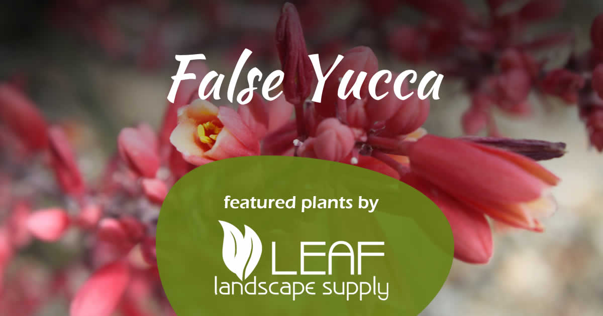 False Yucca