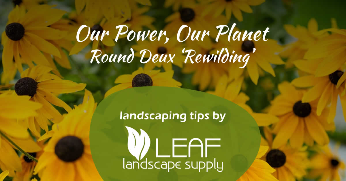 Our Power, Our Planet – Round Deux ‘Rewilding’