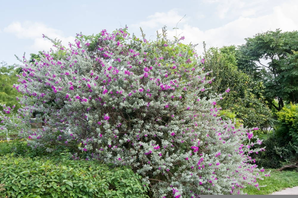 Texas Sage 2 – Leaf Landscape Supply