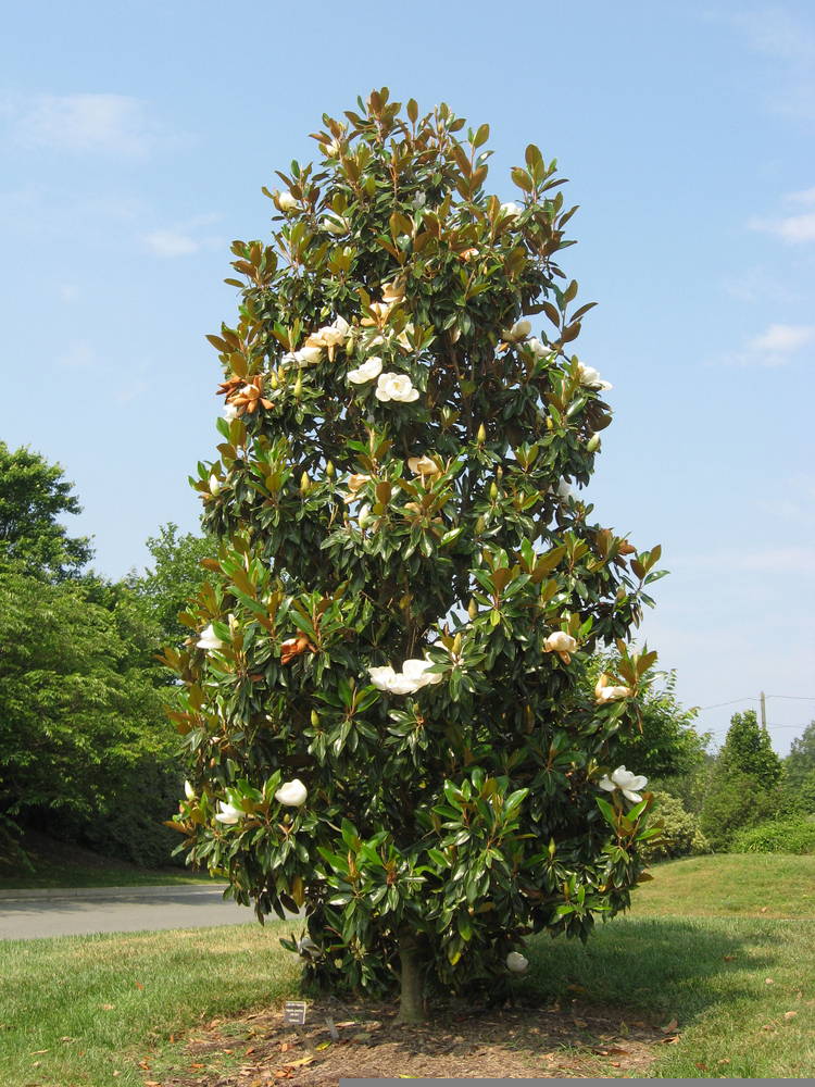 Evergreen Magnolia 1 – Leaf Landscape Supply