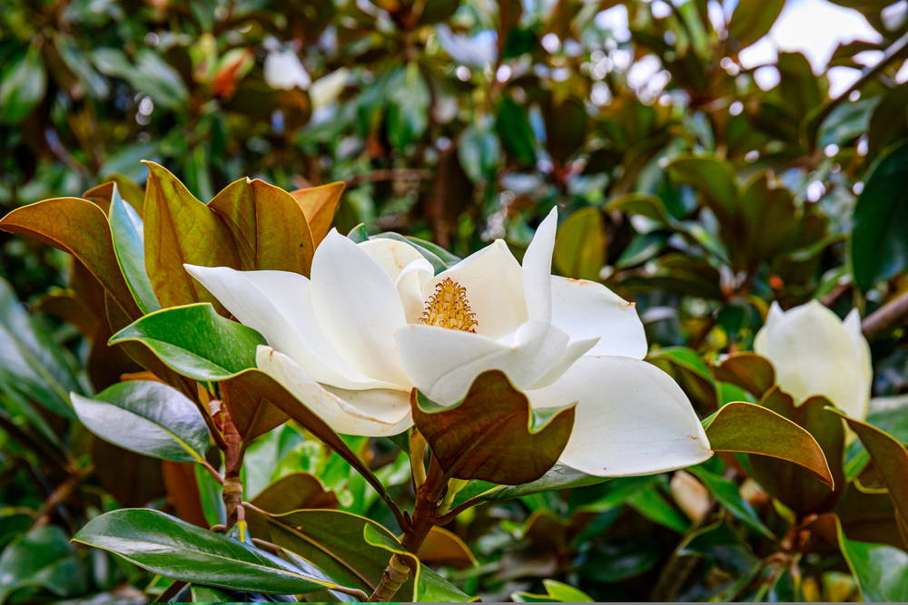 Evergreen Magnolia 2 – Leaf Landscape Supply