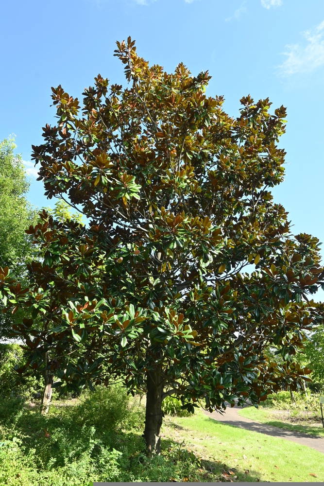 Evergreen Magnolia 3 – Leaf Landscape Supply