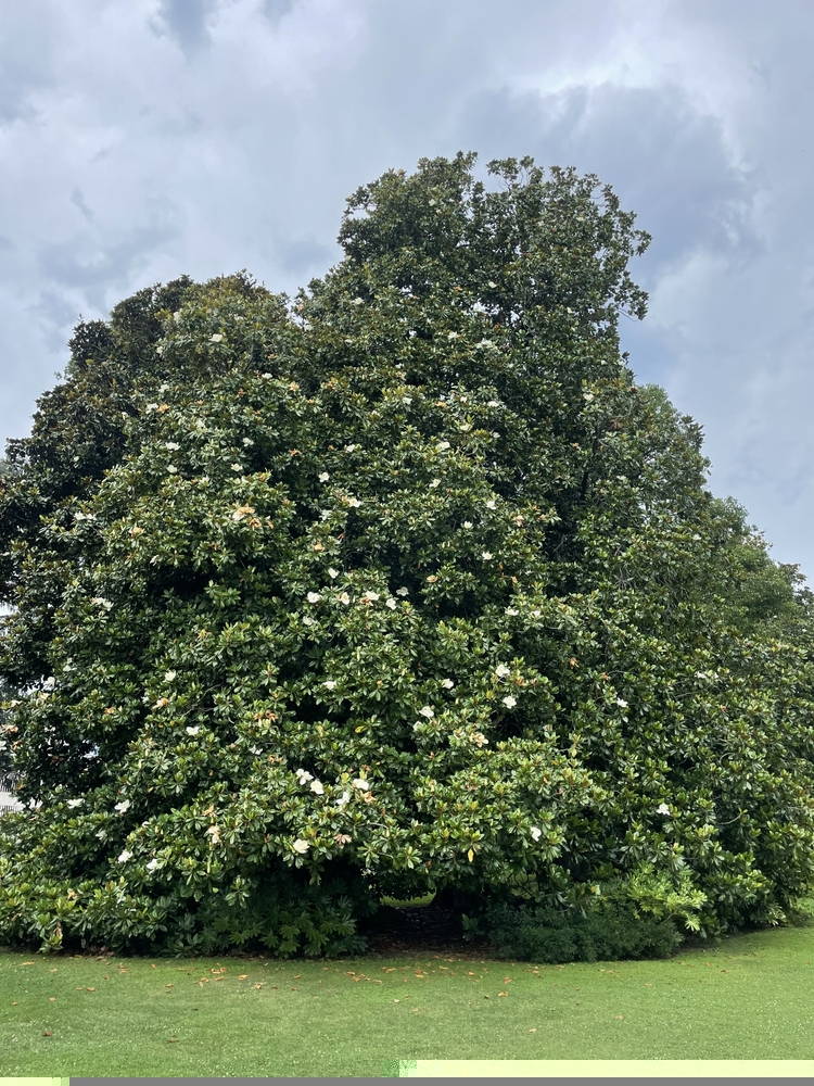 Evergreen Magnolia 4 – Leaf Landscape Supply