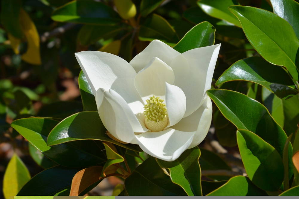 Evergreen Magnolia 5 – Leaf Landscape Supply