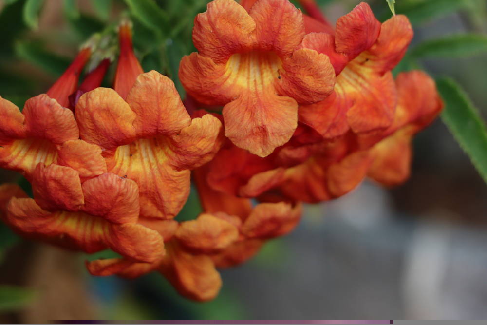 Featured Plant Yellow Bells 1 – Leaf Landscape Supply