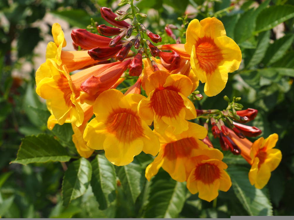 Featured Plant Yellow Bells 2 – Leaf Landscape Supply
