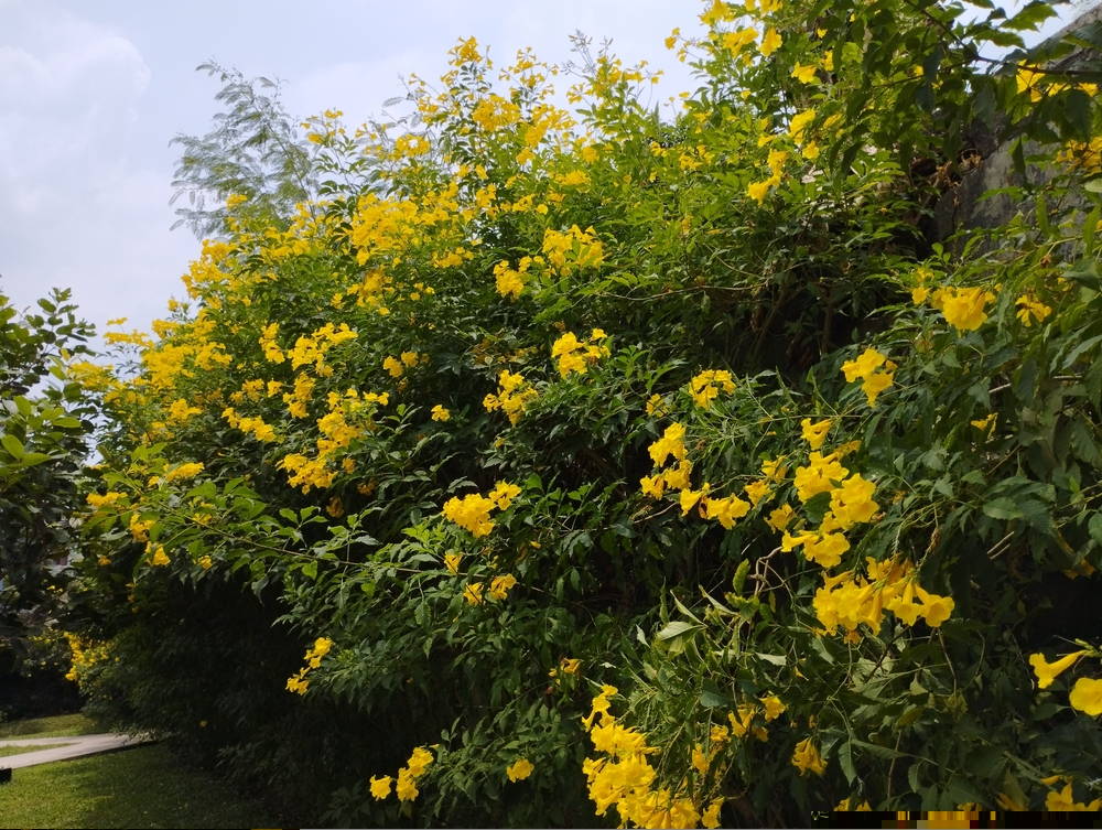 Featured Plant Yellow Bells 3 – Leaf Landscape Supply