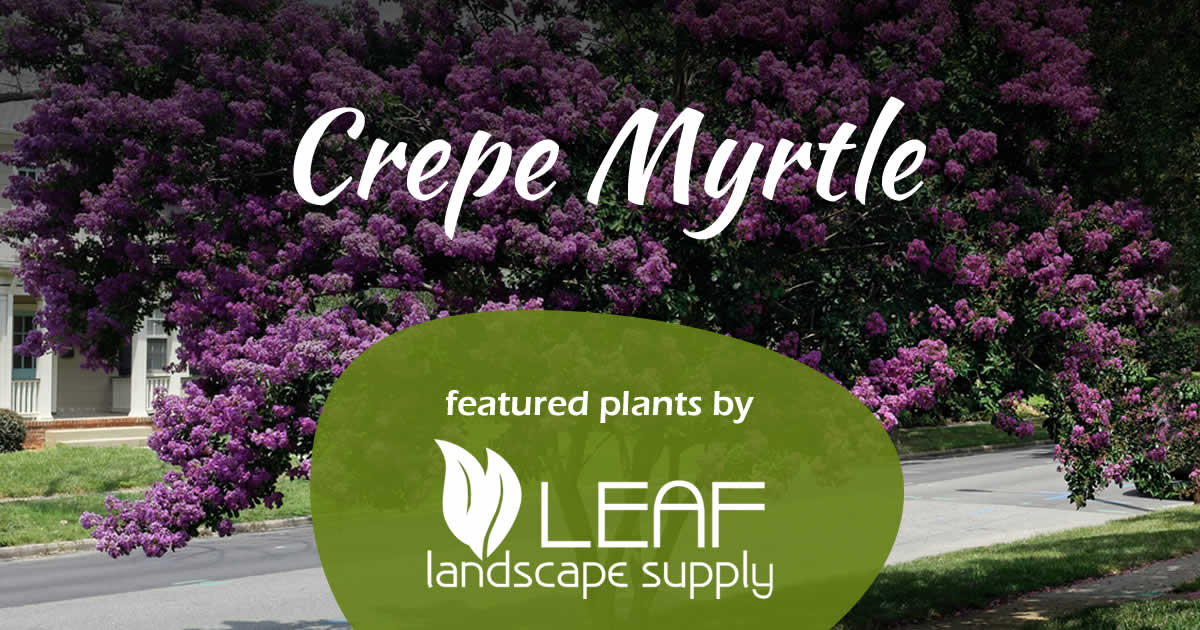 Crepe Myrtle