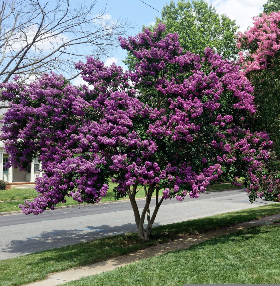 Featured Plants Crepe Myrtle 2 – Leaf Landscape Supply