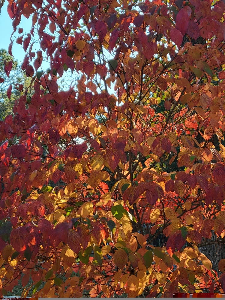 Featured Plants Crepe Myrtle 4 – Leaf Landscape Supply