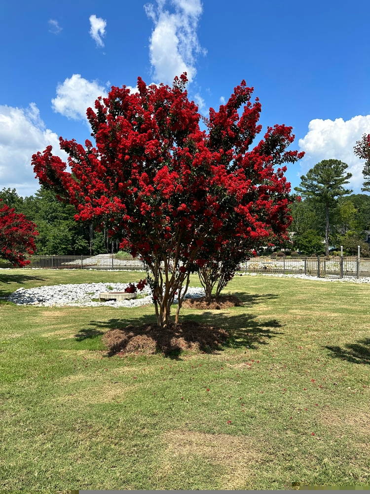 Featured Plants Crepe Myrtle 5 – Leaf Landscape Supply