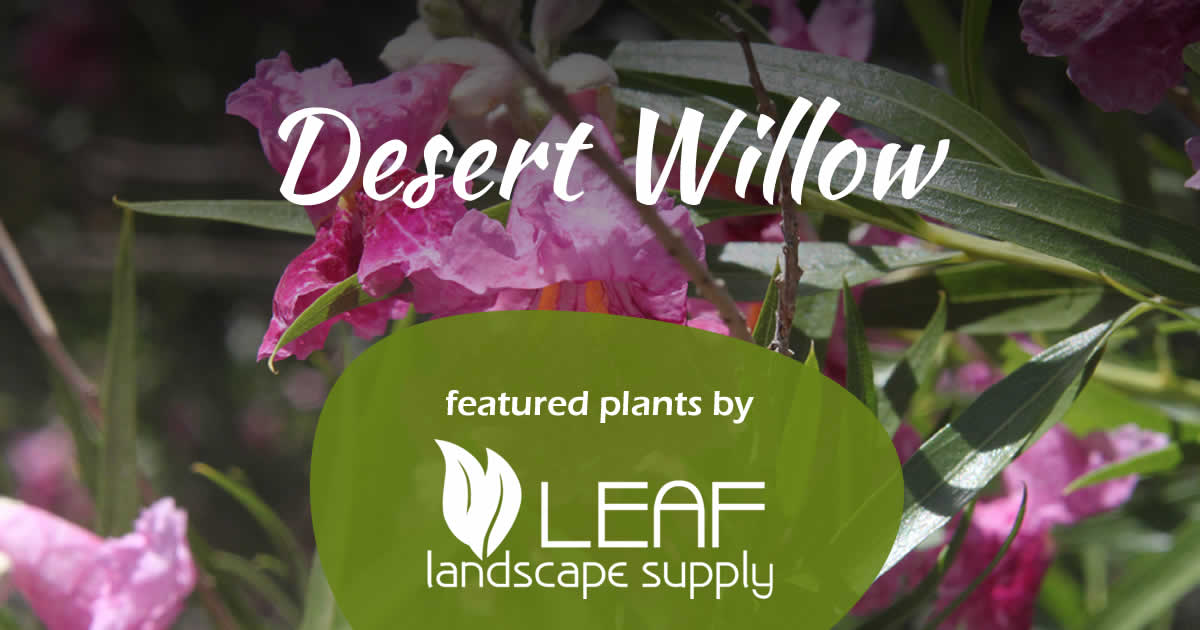 Desert Willow