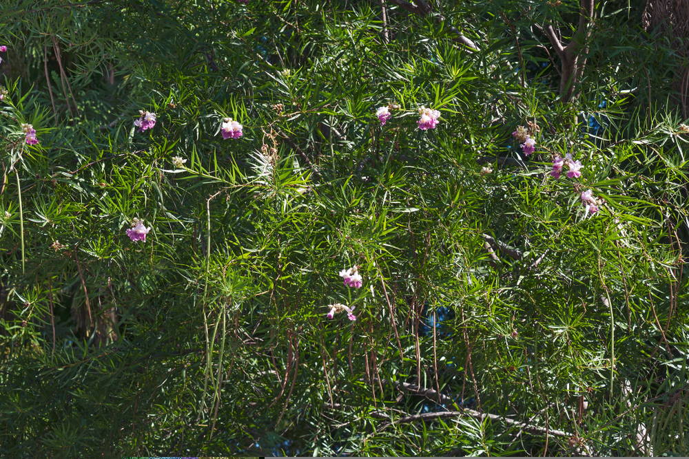 Featured Plants Desert Willow 2 – Leaf Landscape Supply