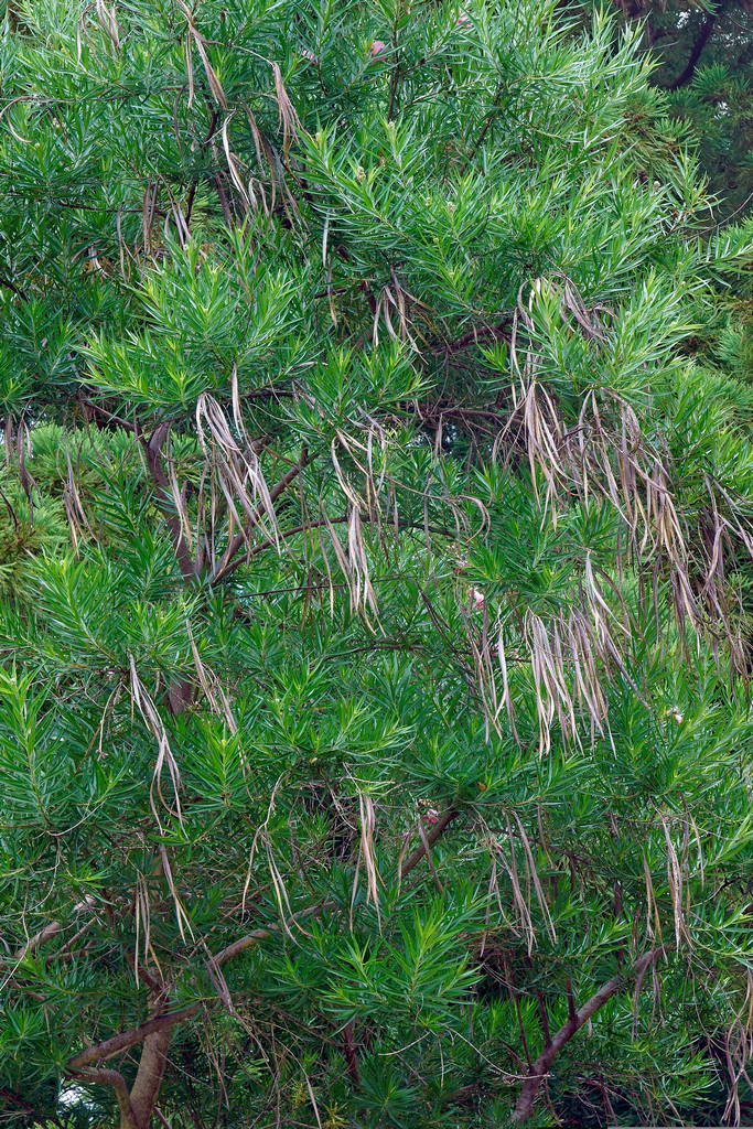 Featured Plants Desert Willow 3 – Leaf Landscape Supply