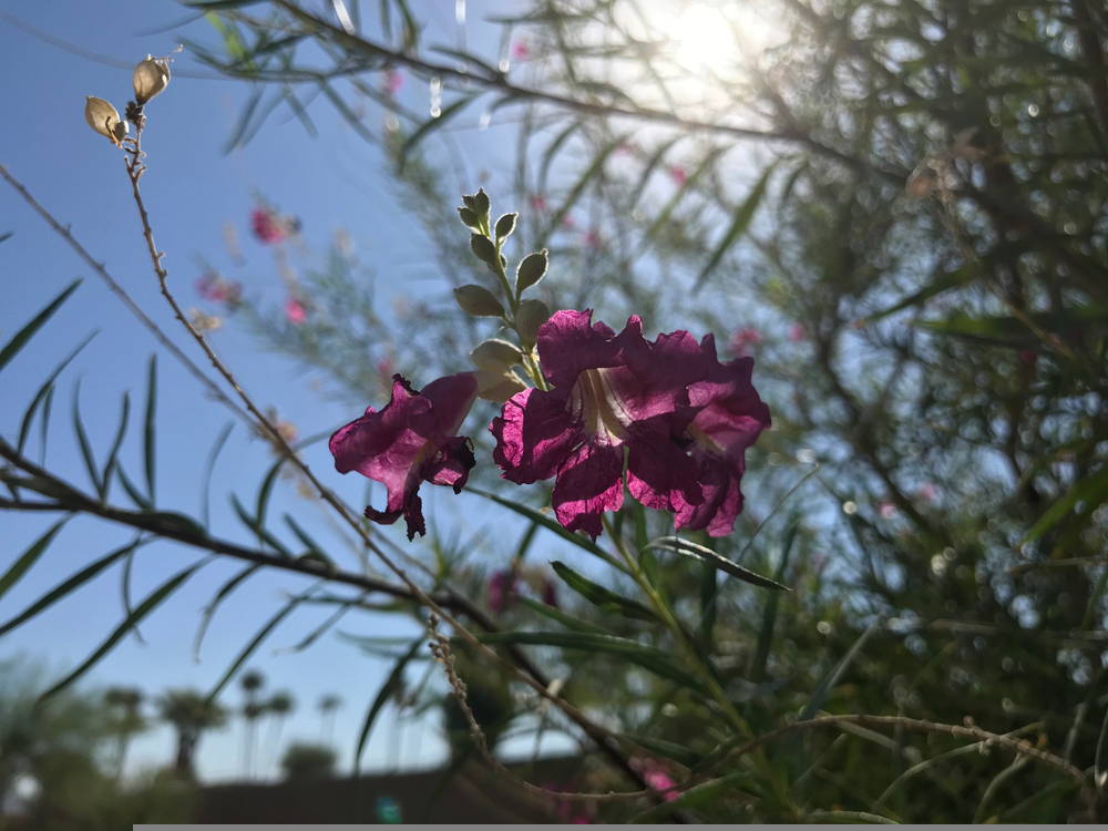 Featured Plants Desert Willow 4 – Leaf Landscape Supply