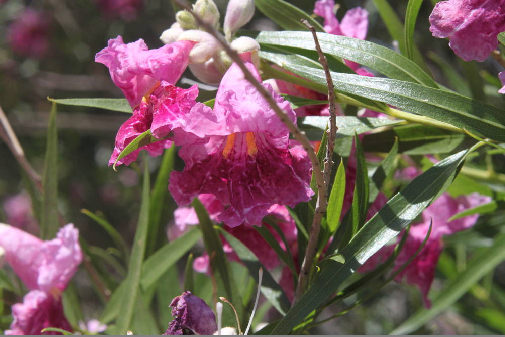 Featured Plants Desert Willow 5 – Leaf Landscape Supply