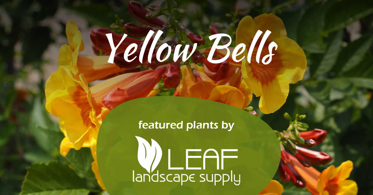 Featured Plants Yellow Bells 1 Featured Plant - Yellow Bells