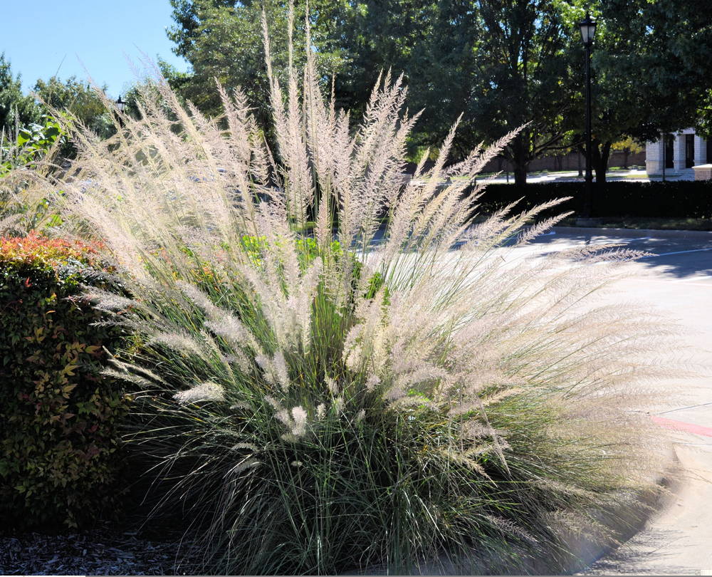Landscaping Tips July 2025 4 – Leaf Landscape Supply