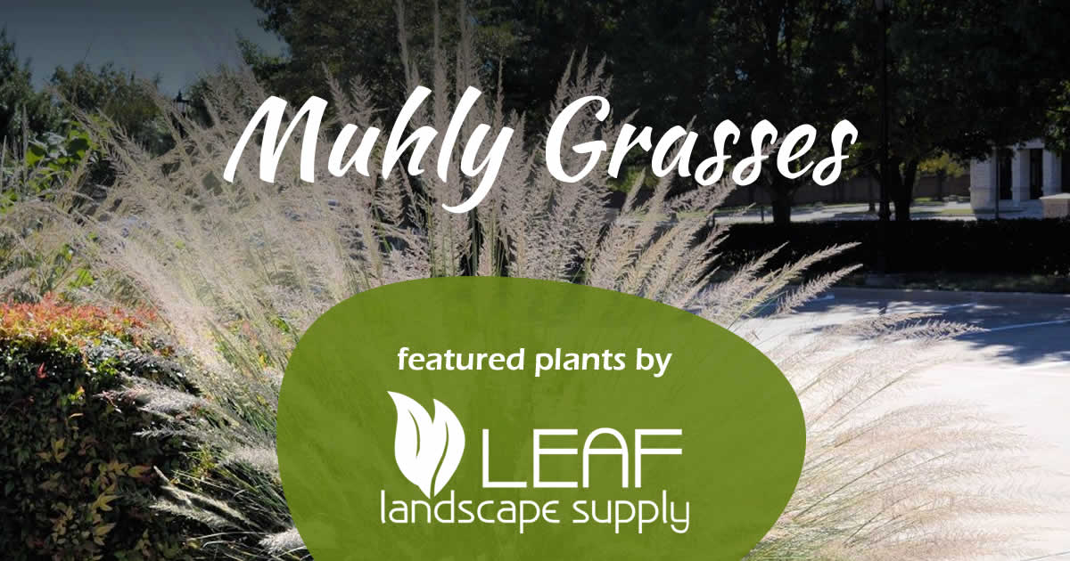 Muhly Grasses