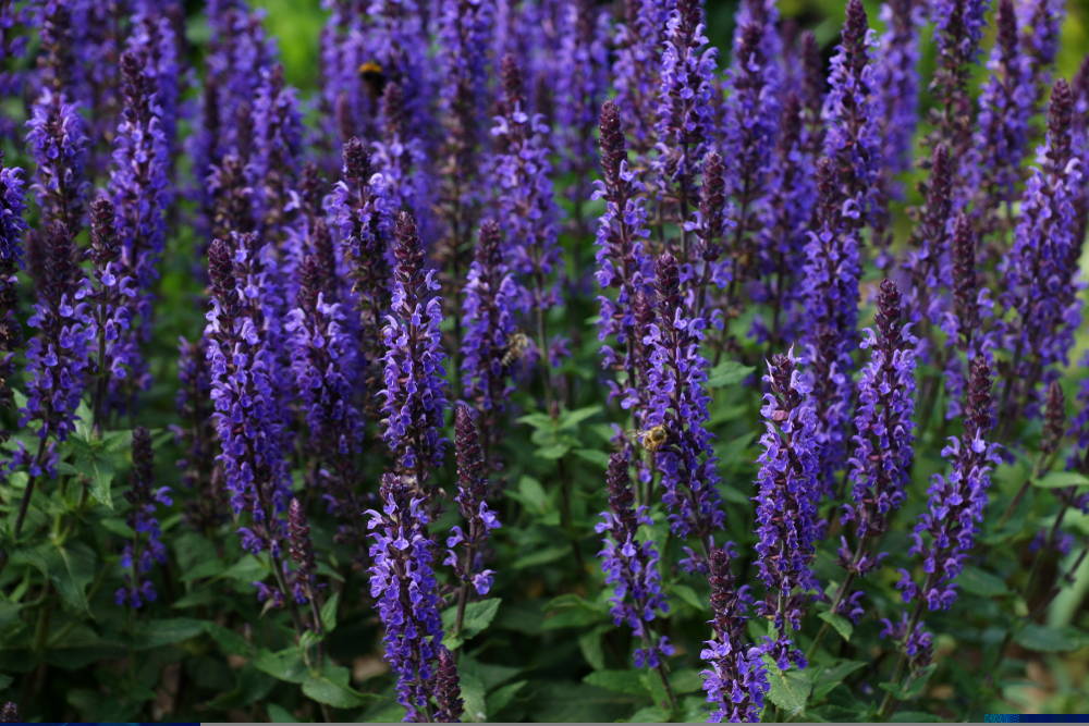 Landscaping Tips August 1 – Leaf Landscape Supply
