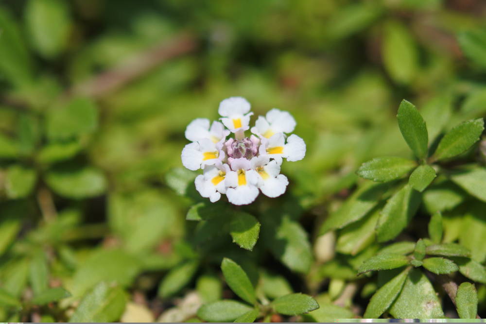 Landscaping Tips August 3 – Leaf Landscape Supply